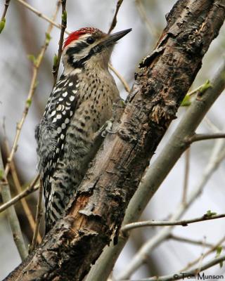 Ladder-backed Woodpecker