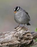 White-crowned Sparrow