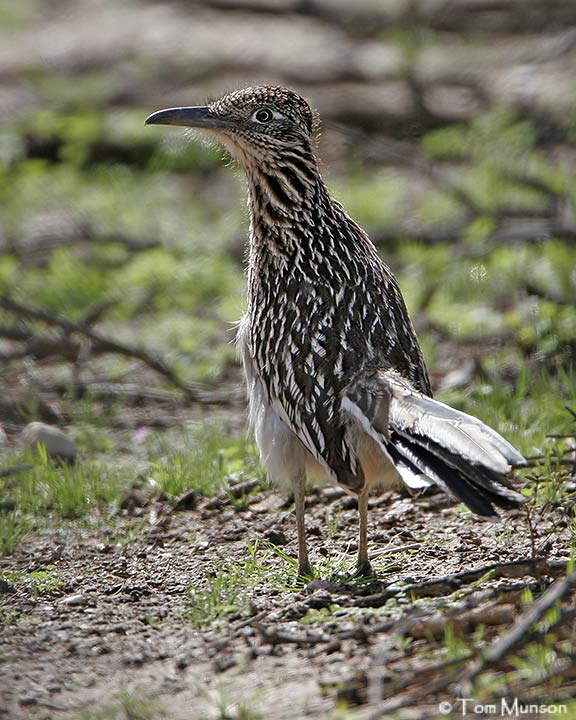 Greater Roadrunner