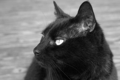 another side of the kitty