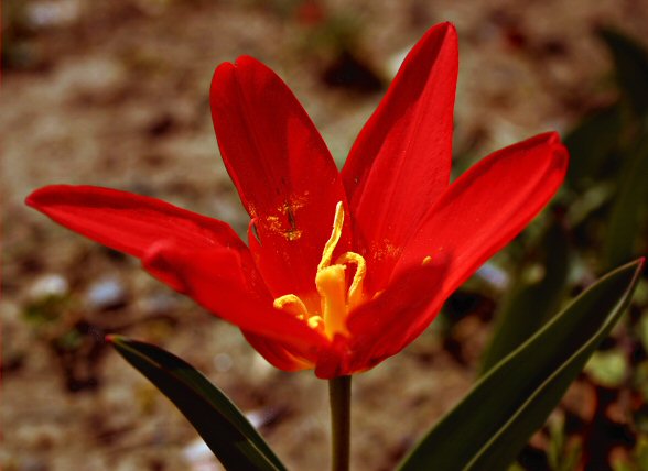 a red flower in daylight