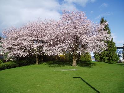 Cerisiers en fleurs