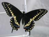 butterfly4