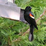 24 APR04    REDWING BLACKBIRD