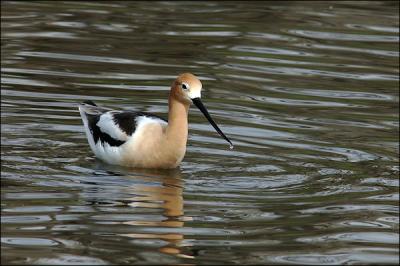 American Avocet...