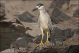 Black Crowned Night Heron...