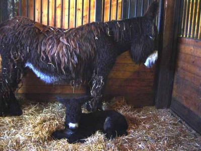 Hourra, momma, and Ragleese - the first Poitou baby of 2005 - Hamilton Rare Breeds Foundation