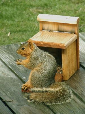 At the feeder