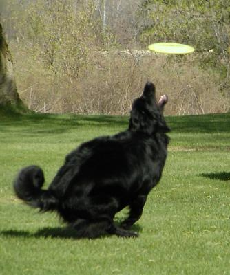 Frisbee1.jpg