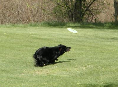 frisbee2.jpg