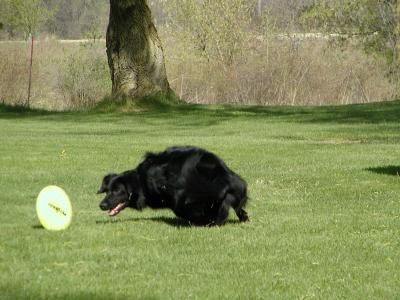 frisbee3.jpg