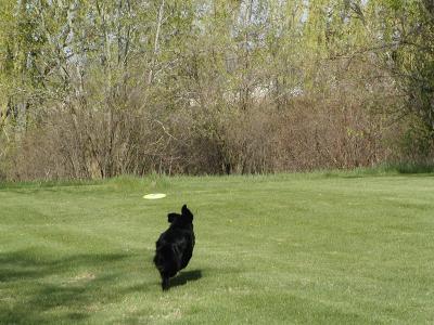 frisbee4.jpg