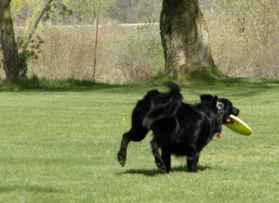 frisbee7.jpg