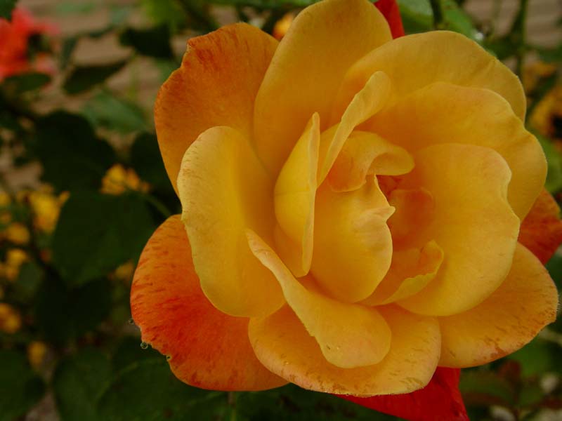 DSC00712.JPG