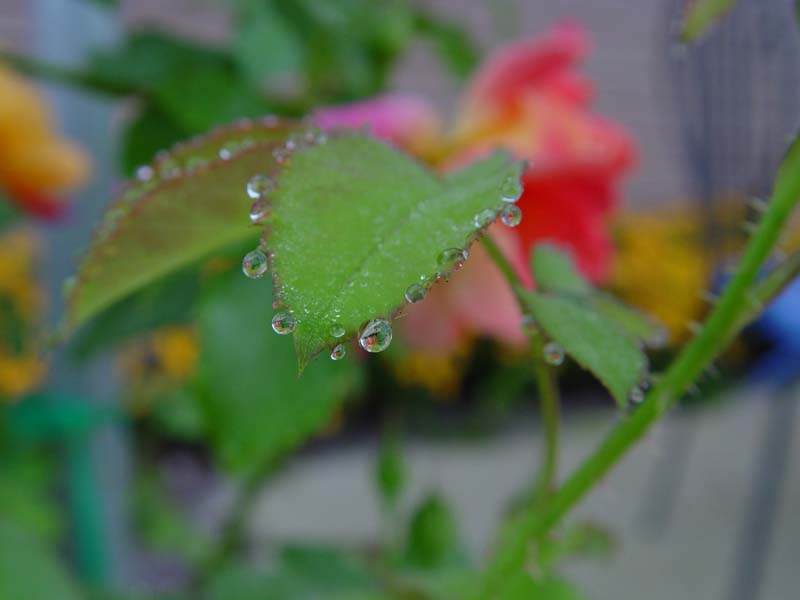 DSC00718.JPG