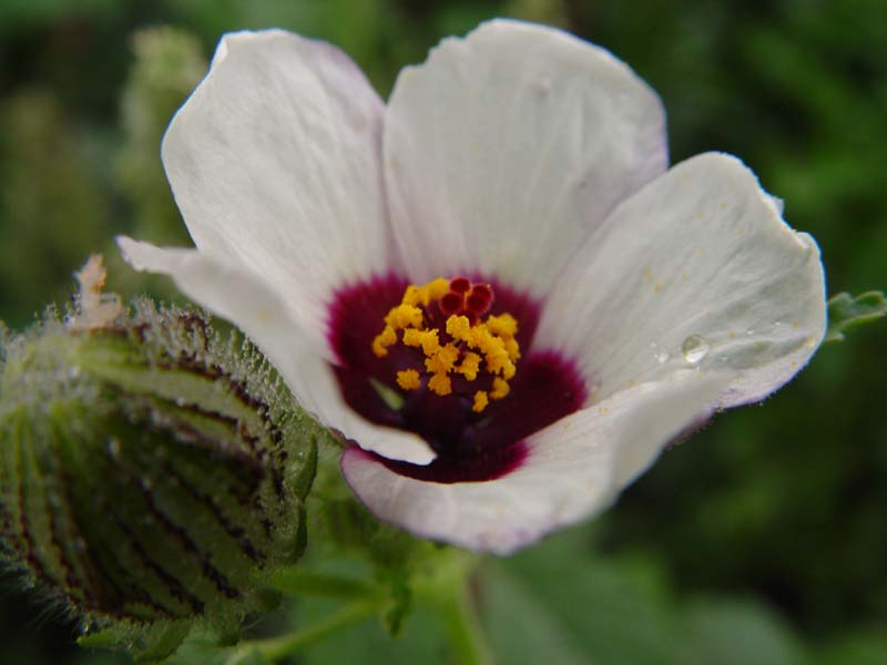 DSC00727.JPG