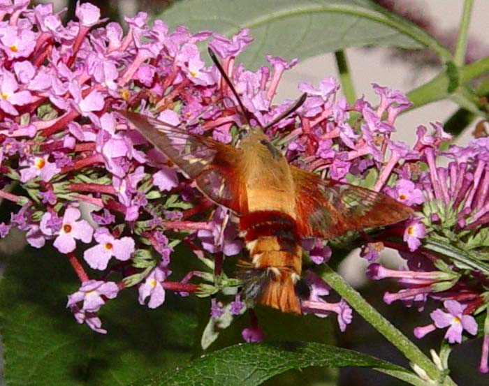 DSC00941.jpg