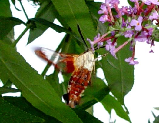 DSC00947.jpg