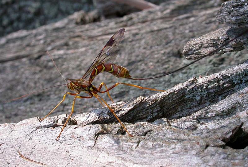 Megarhyssa macrurus female. - 2 -- inspecting tree looking for place to deposit eggs