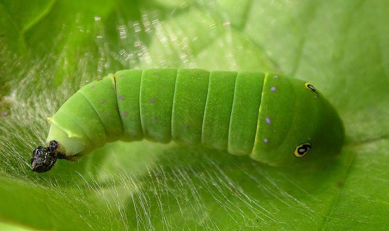 Tiger Swallowtail -- <i>Papilio glaucus</i> - 5