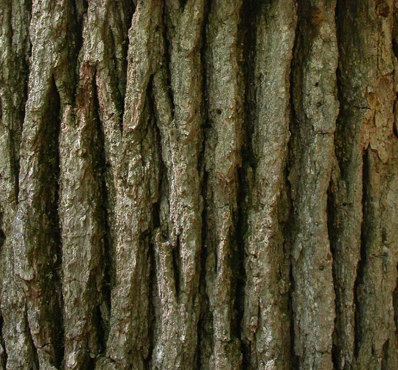 Bur Oak -- Quercus macrocarpa -- bark photo - Bev Wigney photos at ...