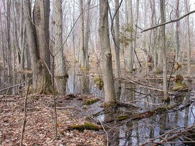 vernal-pools.jpg