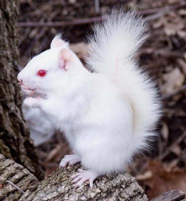 albino Grey squirrel