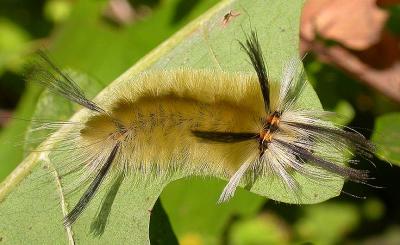 Halysidota tessellaris -- Banded Tussock Moth caterpillar