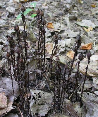 Indian Pipe -- Monotropa uniflora -- as seen dry in autumn - view 1