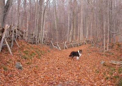 split rail fence