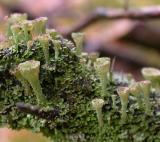 lichens1.jpg