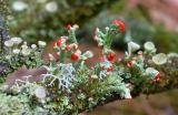 lichen3.jpg