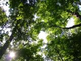 sky through tall maples - sept-6-2004