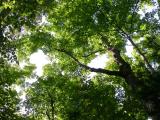 sky through tall maples - sept-6-2004