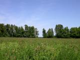 clover field -- sept-6-2004
