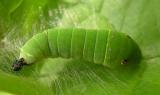 Tiger Swallowtail -- <i>Papilio glaucus</i> - 5