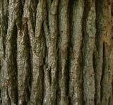 Bur Oak -- <i>Quercus macrocarpa</i>  -- bark