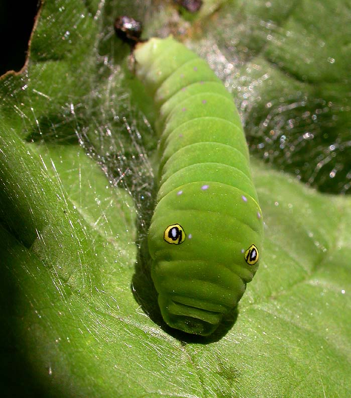 Tiger Swallowtail -- <i>Papilio glaucus</i> - 1