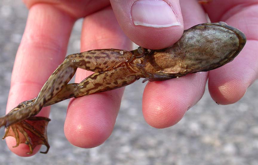 Rana clamitans - juvenile -- underside