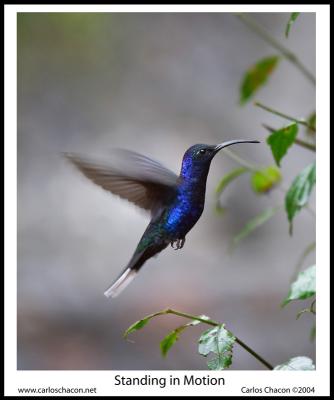 Standing in Motion by Carlos Chacon[10th place]