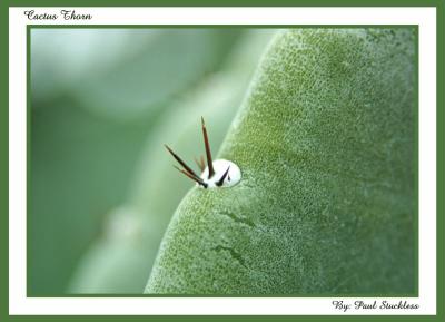 Cactus Thorn*by Paul Stuckless