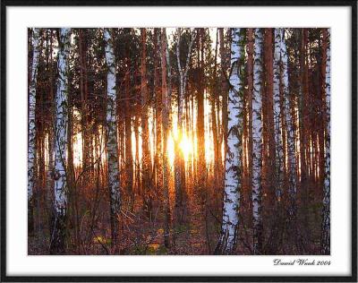 Dawn In The Birches *