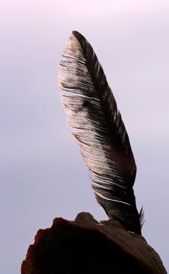 The Black Feather*