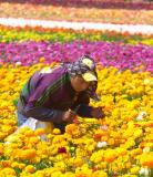 Blooming Industry</b><br>by<br>Larry