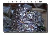 <b>Canville 2004</b><br><i>by CRC</i>