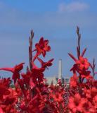 Flower Power</b><br>by<br>Larry