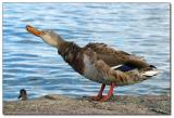 Flicking Duck * by arra
