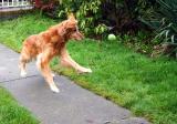 Dog and Ball (*)