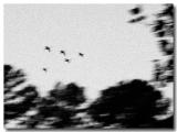 Canada Geese