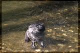 <b>Dog Shake*</b><br><i>podster</i>